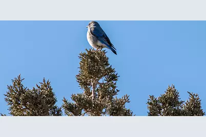 16368 SW Hat Rock Loop, Powell Butte, OR 97753 - Photo 47