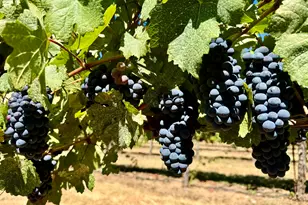 350 Mona Way, Cave Junction, OR 97523 - Photo 27