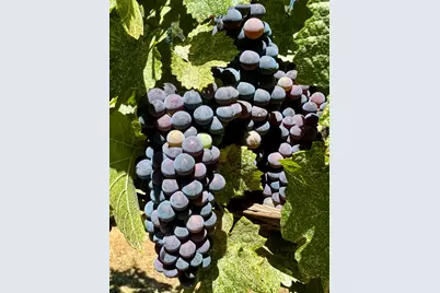 350 Mona Way, Cave Junction, OR 97523 - Photo 29