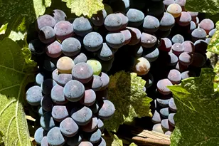 350 Mona Way, Cave Junction, OR 97523 - Photo 29