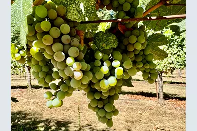 350 Mona Way, Cave Junction, OR 97523 - Photo 3