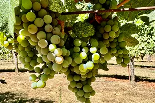 350 Mona Way, Cave Junction, OR 97523 - Photo 3