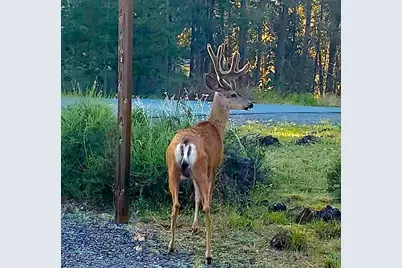 56234 Black Duck Road, Bend, OR 97707 - Photo 39