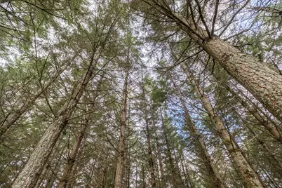 92884 Applegate Trail, Junction City, OR 97448 - Photo 27