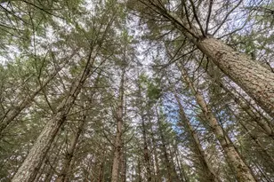 92884 Applegate Trail, Junction City, OR 97448 - Photo 27