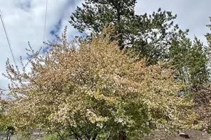 16506 Sprague Loop, La Pine, OR 97739 - Photo 11