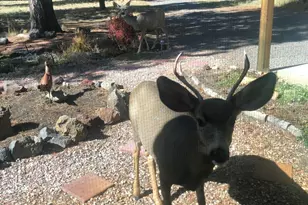 53530 Bridge Dr, La Pine, OR 97739 - Photo 61