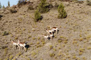 33817 Gage Rd, Mitchell, OR 97750 - Photo 49