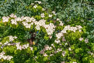 425 S 1st St, Jacksonville, OR 97530 - Photo 45