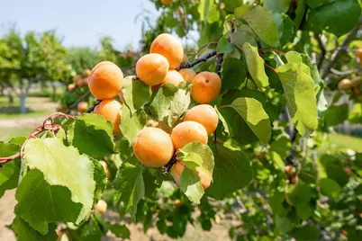 1440 E Nevada Street, Ashland, OR 97520 - Photo 117