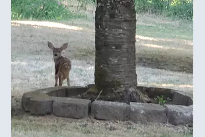 753 Albert Avenue, Glendale, OR 97442 - Photo 55