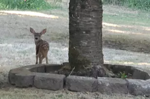 753 Albert Ave, Glendale, OR 97442 - Photo 55