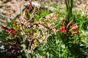 811 NE Clyde Pl, Grants Pass, OR 97526 - Photo 33