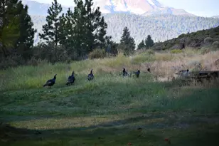 67500 Three Creeks Rd, Sisters, OR 97759 - Photo 23