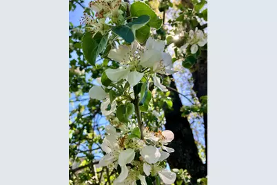 6585 Little Applegate Road, Jacksonville, OR 97530 - Photo 21