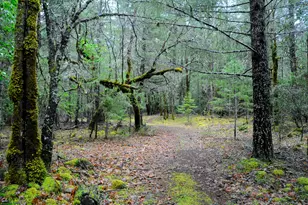 8843 Deer Creek Rd, Selma, OR 97538 - Photo 49