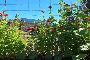 585 E Forks Cir, Cave Junction, OR 97523 - Photo 27