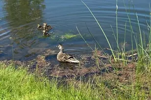 44335 Crater Lake Hwy, Prospect, OR 97536 - Photo 51