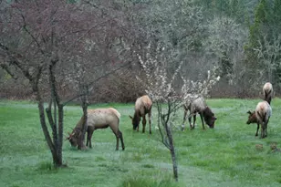 44335 Crater Lake Hwy, Prospect, OR 97536 - Photo 25