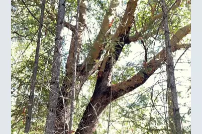 8000 Thompson Creek Road, Williams, OR 97544 - Photo 9