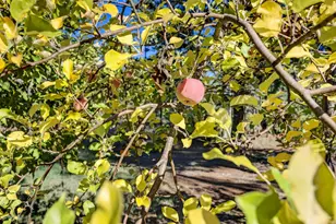 459 Fir Canyon Rd, Grants Pass, OR 97527 - Photo 47