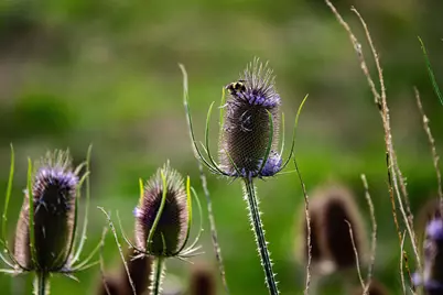 33084 Cougar Mountain Road, Mitchell, OR 97750 - Photo 11