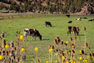 33084 Cougar Mountain Rd, Mitchell, OR 97750 - Photo 9