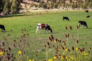 33084 Cougar Mountain Rd, Mitchell, OR 97750 - Photo 67