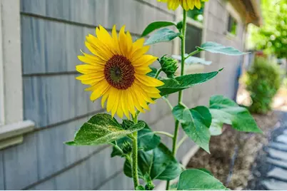 335 Meadow Slope Drive, Talent, OR 97540 - Photo 43