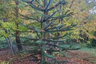 131 Hamilton Heights Ln, Glendale, OR 97442 - Photo 19