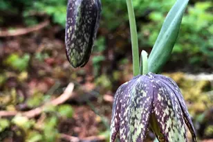 52 Dodes Creek Rd, Trail, OR 97541 - Photo 93