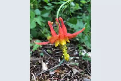 52 Dodes Creek Road, Trail, OR 97541 - Photo 95