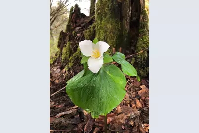 52 Dodes Creek Road, Trail, OR 97541 - Photo 89