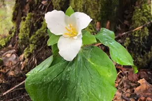 52 Dodes Creek Rd, Trail, OR 97541 - Photo 89