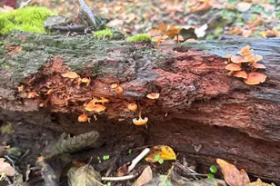 52 Dodes Creek Rd, Trail, OR 97541 - Photo 97