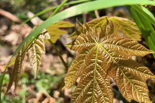 52 Dodes Creek Rd, Trail, OR 97541 - Photo 91