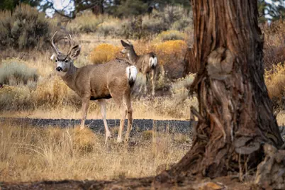 6225 NW Euston Court, Redmond, OR 97756 - Photo 71