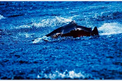 27277 Lower Smith River Road, Reedsport, OR 97467 - Photo 69