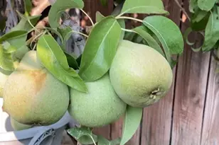 1552 NE Deedie Ct, Prineville, OR 97754 - Photo 31