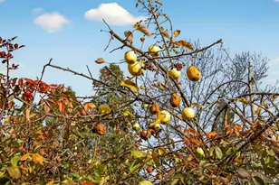 270 Morton St, Ashland, OR 97520 - Photo 55