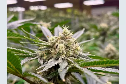 [Address not provided], Selma, OR 97538 - Photo 17