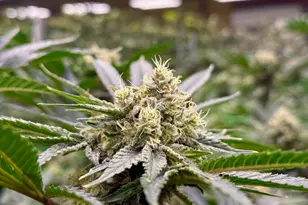 [Address not provided], Selma, OR 97538 - Photo 17