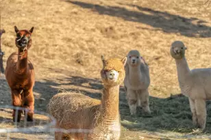 5582 N Mckay Rd, Prineville, OR 97754 - Photo 49