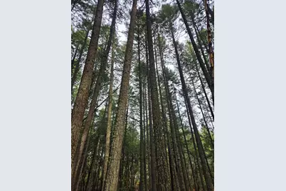 0 McMullen Creek Road #TL205, Selma, OR 97538 - Photo 13