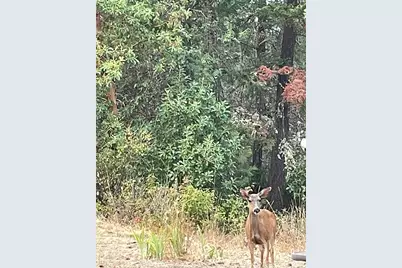 300 Arrowhead Pass, Jacksonville, OR 97530 - Photo 9