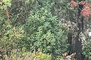 300 Arrowhead Pass, Jacksonville, OR 97530 - Photo 9