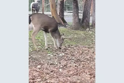 300 Arrowhead Pass, Jacksonville, OR 97530 - Photo 11