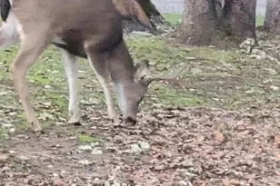 300 Arrowhead Pass, Jacksonville, OR 97530 - Photo 11