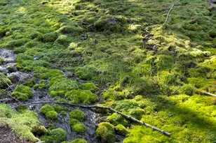 67500 Three Creeks Rd, Sisters, OR 97759 - Photo 13