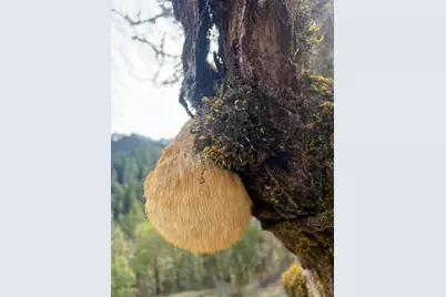 18781 E Evans Creek Road, Rogue River, OR 97537 - Photo 89